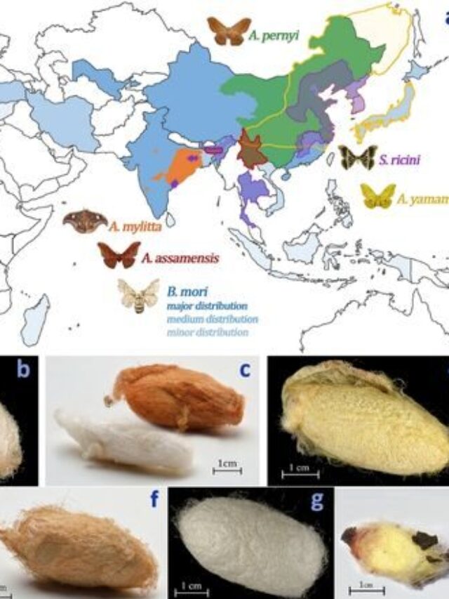 silk map