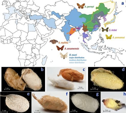 Silk Guide